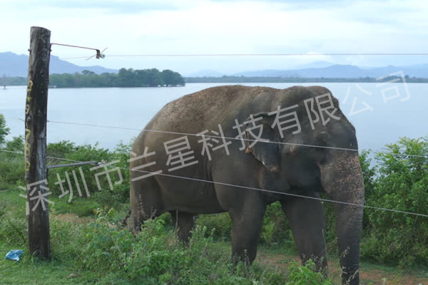 An elephant ranch in Sri Lanka
